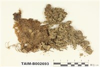 藏品(蛇蘚)的圖片